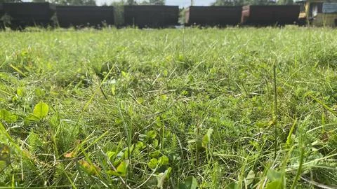 Green Carpet Stock Photos