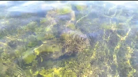 A green carpet in the sea Stock Footage 314978408