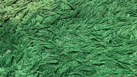 Green carpet texture grass close up Stock Photos