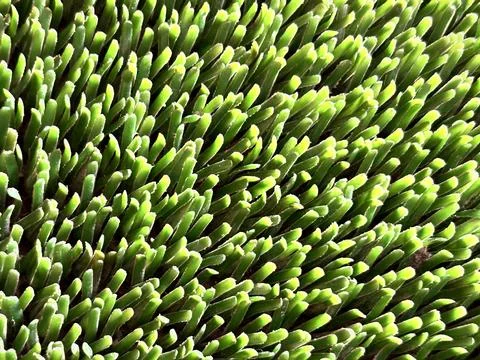 Green carpet texture Stock Photos