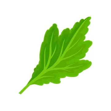 Green carved leaf. Vector illustration on white background. Illustrazione stock