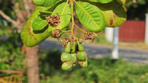 Green cashew apple with nut on tree. Stock Footage 306943931
