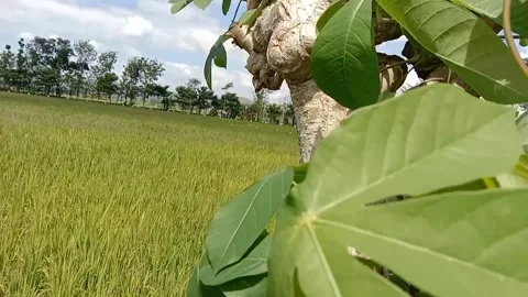 Green cassava leaves that are refreshing to the eyes. Stock Footage 338395063