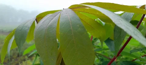 Green cassava leaves 動画素材 209748941