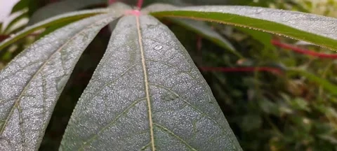 Green cassava leaves 動画素材 209749087