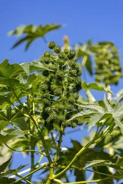 Green Castor Bean Plant Foto stock