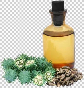 Green castor beans Stock Photos