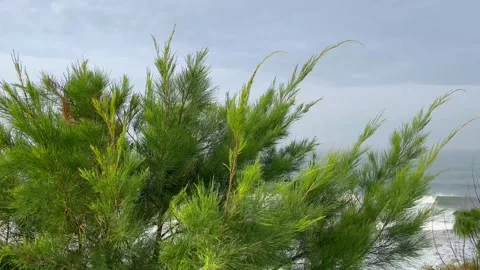 Green Casuarina Tree Blown by Strong Wind on the Coast with Ocean Waves Stock Footage 340256387