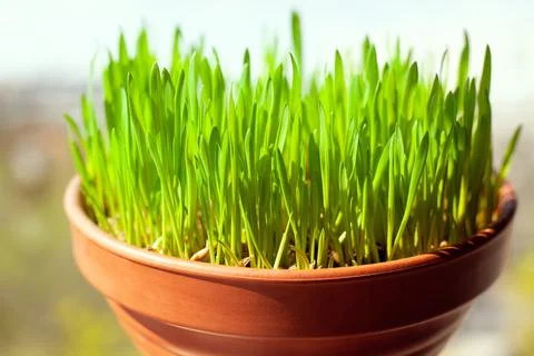 Green cat grass with grows in a ceramic flower pot in macro. Oat grass plant in Stock Photos