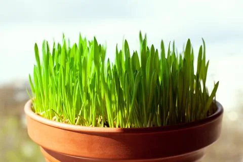 Green cat grass with grows in a ceramic flower pot in macro. Oat grass plant in Stock Photos