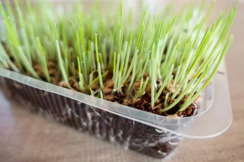 Green cat grass Stock Photos