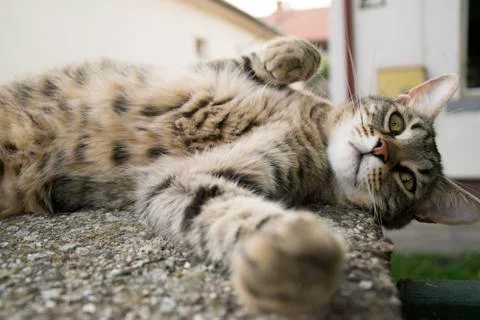 The green cat  lying down looking at the camera Foto stock