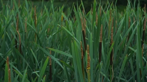 Green cat-tail stems with spicules sway in wind on lake Stock Footage 158123912