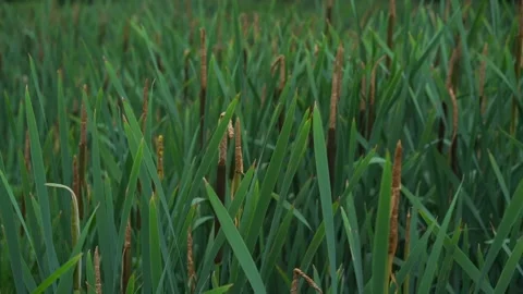 Green cat-tail stems with spicules sway in wind by lake Stock Footage 161127730