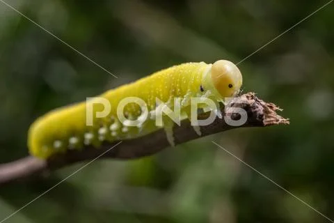 Green caterpillar with a black spots, wooden background. Stock Photos