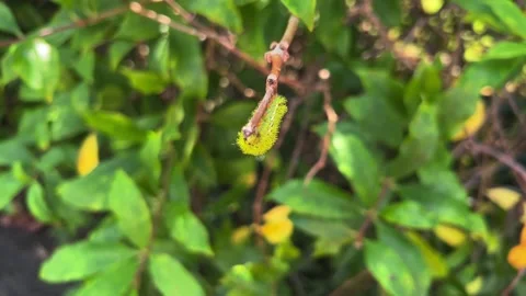 Green caterpillar on a branch Stock-Footage 221088992