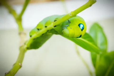 Green Caterpillar on branch Stock Photos