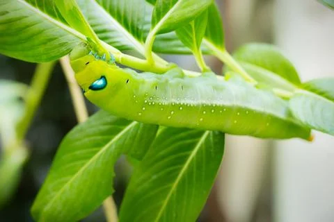 Green Caterpillar on branch Stock Photos