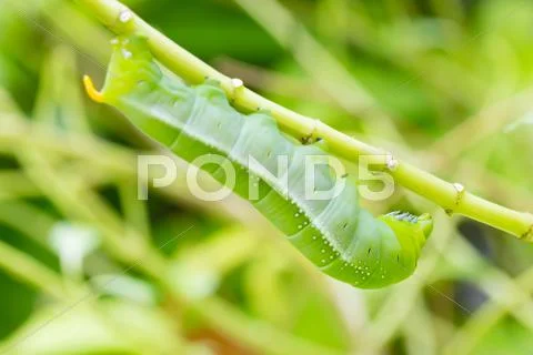 Green Caterpillar on branch Stock Photos