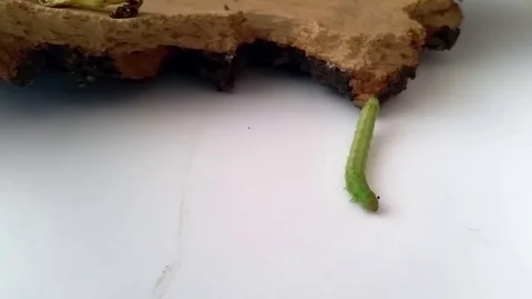 A green caterpillar climbs down from tree bark and walks near Video stock 78672379