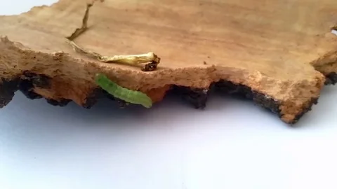 A green caterpillar climbs on a tree bark and walks over it Stock-Footage 71266021