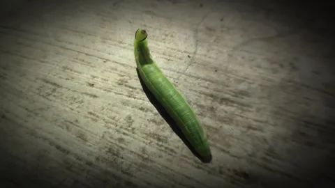 Green caterpillar crawling Stock Footage 286342236