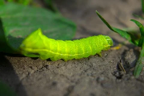 Green caterpillar crawling on ground, macro Stock Photos