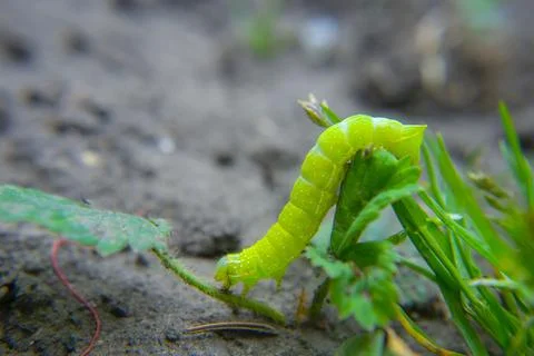 Green caterpillar crawling on ground, macro Stock Photos