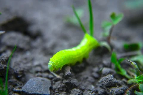 Green caterpillar crawling on ground, macro Stock Photos