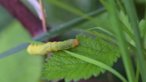Green Caterpillar Crawling on Leaf Stock Footage 340270245