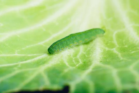 Green Caterpillar Crawling on a Leaf Stock Photos