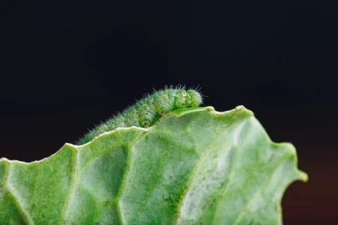 Green Caterpillar Crawling on a Leaf Stock Photos