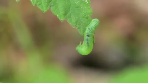 Green caterpillar crawling over a leaf 動画素材 338224506