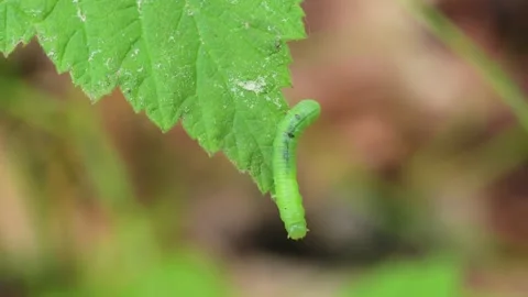Green caterpillar crawling over a leaf 스톡 동영상 342266224