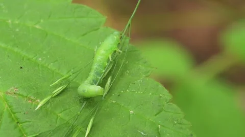 Green caterpillar crawling over a leaf Video stock 344640954