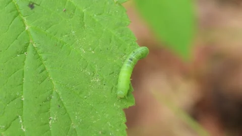 Green caterpillar crawling over a leaf 스톡 동영상 345898580