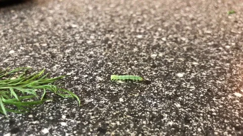 Green caterpillar crawling on the table. Stockbeeldmateriaal 97023714