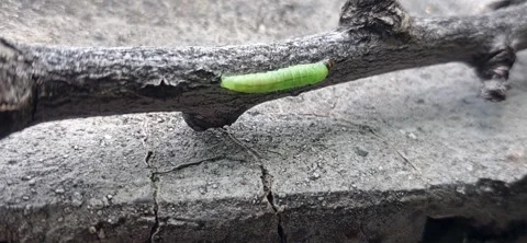 Green Caterpillar Crawling on a Tree Branch 動画素材 335662134