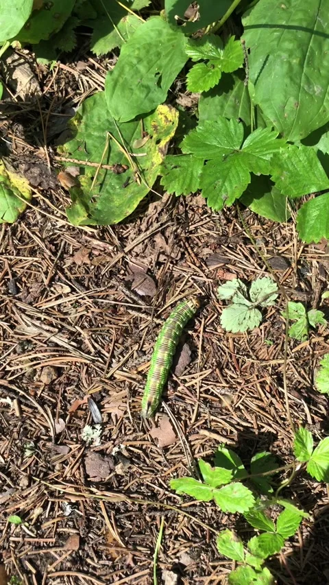 Green caterpillar crawls along the ground. Stock Footage 313825574