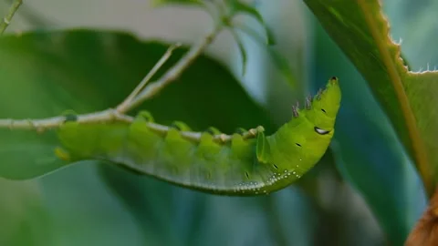 Green Caterpillar destroying a tree Stock Footage 159184497