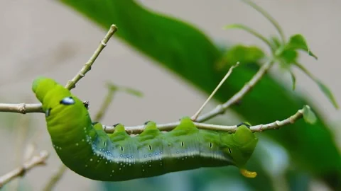 Green Caterpillar destroying a tree Stock Footage 159184504
