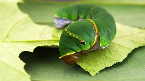 Green caterpillar eating a leaf in close up Stock Footage 340778376
