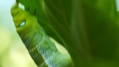 Green caterpillar eating leaf  Stock Footage 129171657