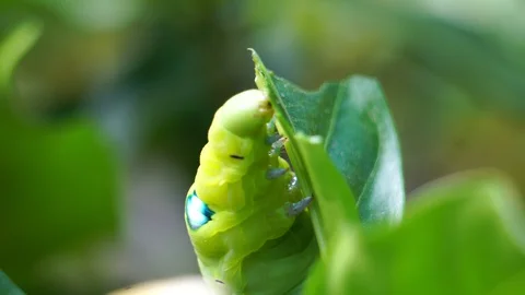 Green caterpillar eating leaf  스톡 동영상 129172000