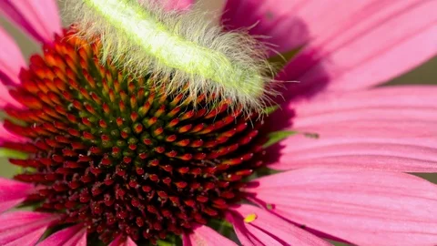 Green caterpillar on echinacea Stock Footage 94332036