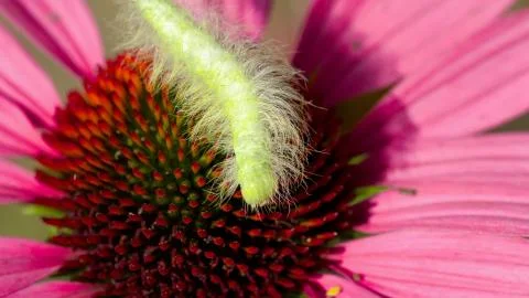Green caterpillar on echinacea Stock Photos