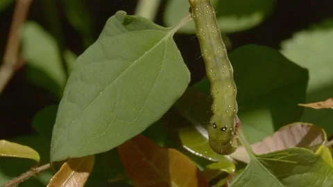 Green caterpillar feeding on a leaf. Stock Footage 130986767