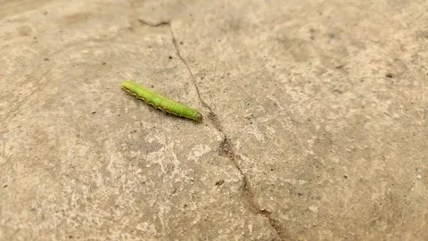 Green caterpillar on the floor Stock Footage 289046516