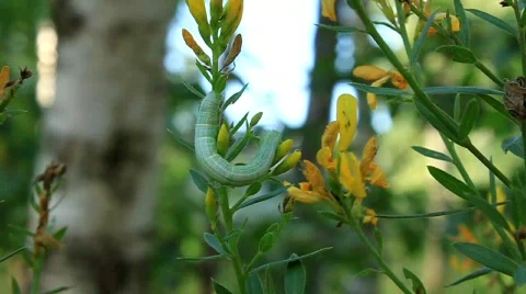 Green caterpillar Stock Footage 490915