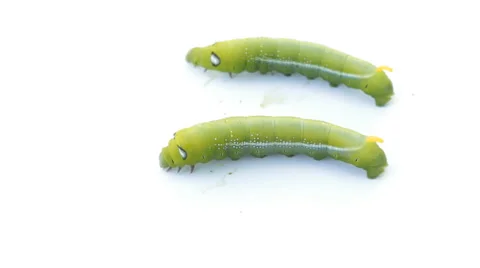 Green Caterpillar Stock Footage 54719819